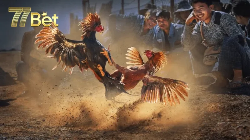 Phân tích các loại hình đá gà phổ biến tại 77Bet